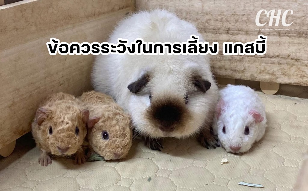 ข้อควรระวังในการเลี้ยง “แกสบี้”