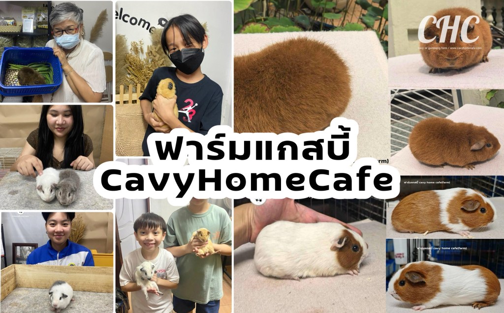 ฟาร์มแกสบี้ Cavy Home Cafe (Cavy&nbsp;Farm)