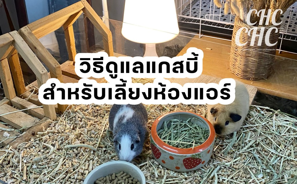 วิธีดูแล “แกสบี้”สำหรับใครที่ เลี้ยง&nbsp;ด้วยแอร์