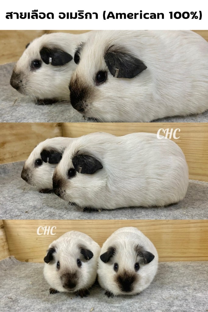 ฟาร์มแกสบี้
